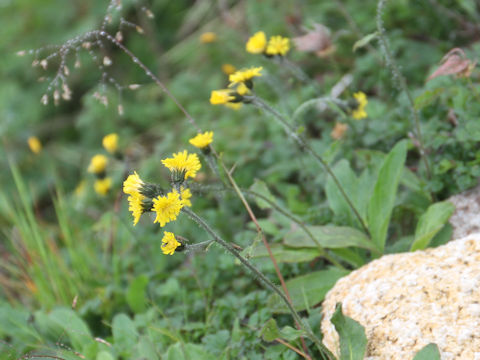 Hieracium japonicum