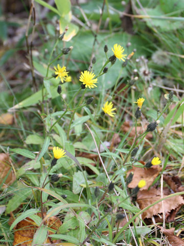 Hieracium japonicum