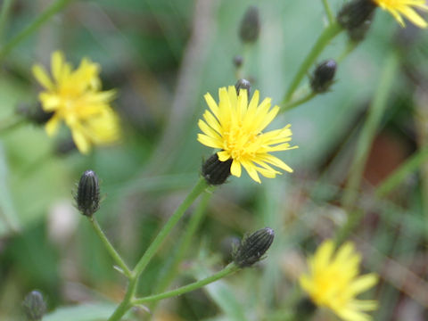 Hieracium japonicum