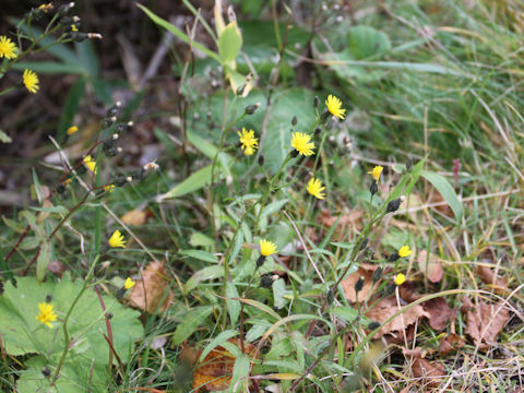 Hieracium japonicum