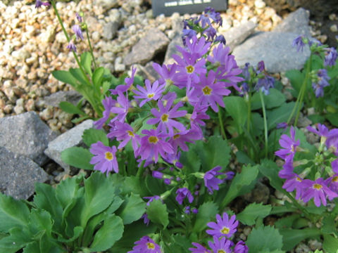 Primula cuneifolia var. heterodonta