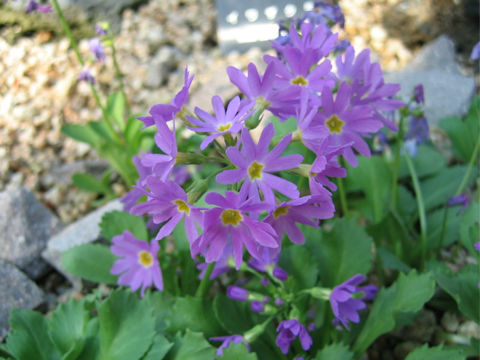 Primula cuneifolia var. heterodonta