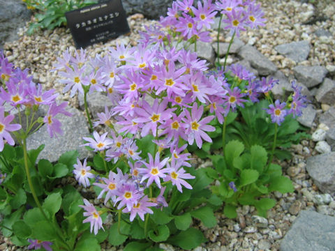 Primula cuneifolia var. heterodonta