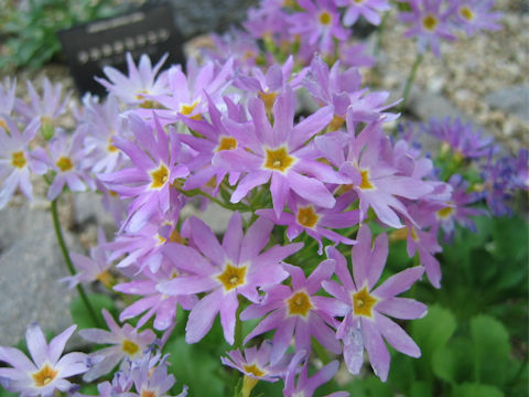 Primula cuneifolia var. heterodonta