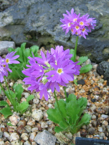 Primula cuneifolia var. heterodonta