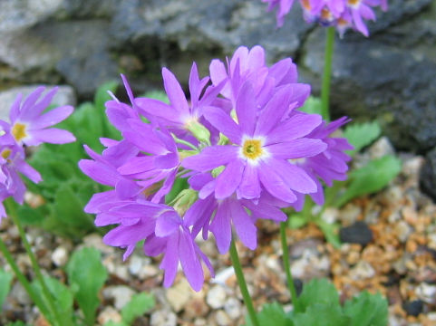 Primula cuneifolia var. heterodonta