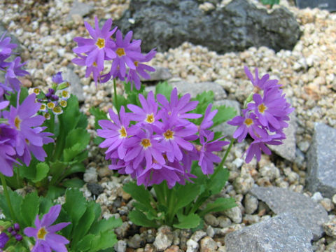 Primula cuneifolia var. heterodonta