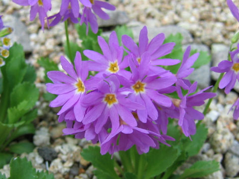 Primula cuneifolia var. heterodonta