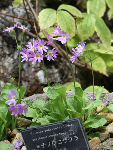 Primula cuneifolia var. heterodonta