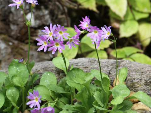 Primula cuneifolia var. heterodonta