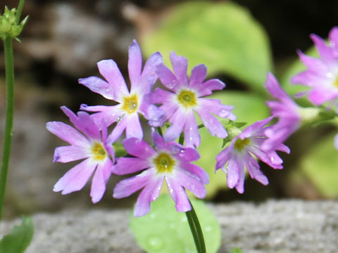 Primula cuneifolia var. heterodonta