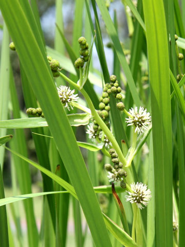 Sparganium erectum