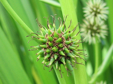 Sparganium erectum