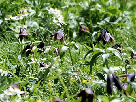 Fritillaria camtchatcensis var. alpina