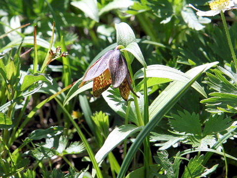 Fritillaria camtchatcensis var. alpina