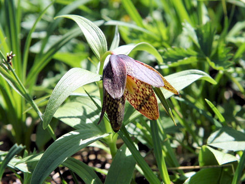 Fritillaria camtchatcensis var. alpina