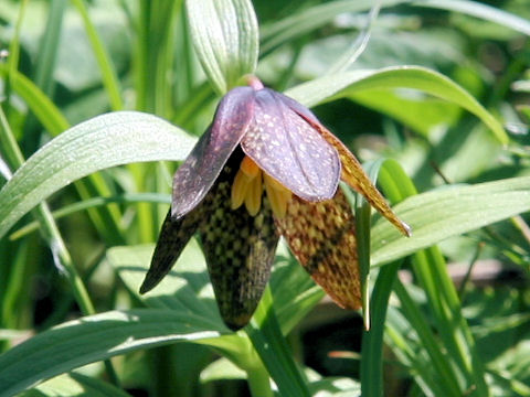 Fritillaria camtchatcensis var. alpina