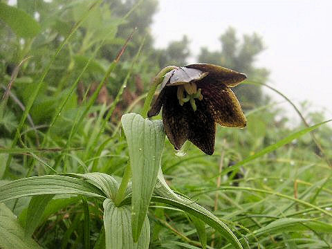 Fritillaria camtchatcensis var. alpina