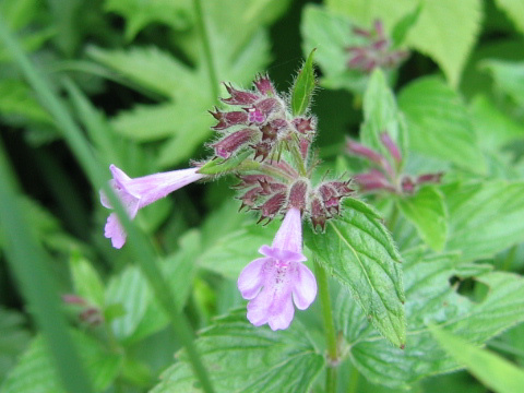 Clinopodium macranthum