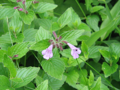 Clinopodium macranthum