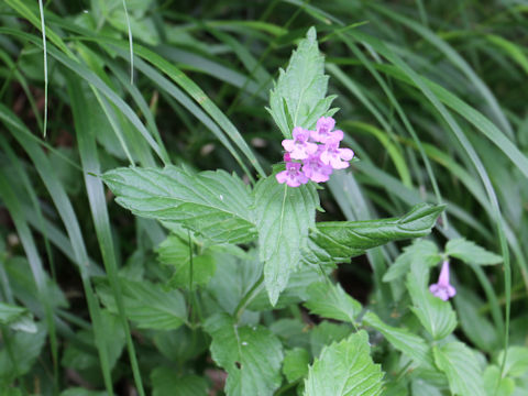 Clinopodium macranthum