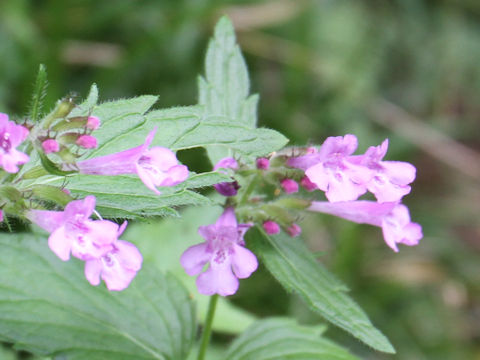 Clinopodium macranthum