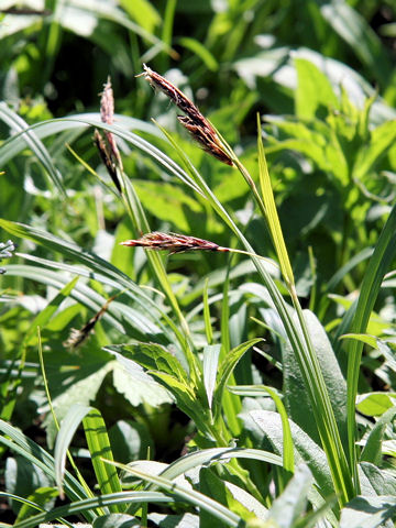 Carex flavocuspis