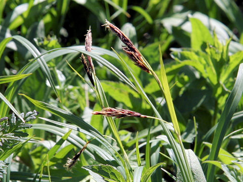 Carex flavocuspis