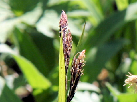 Carex flavocuspis