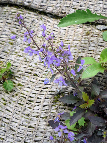 Pseudolysimachion schmidtianum ssp. senanense