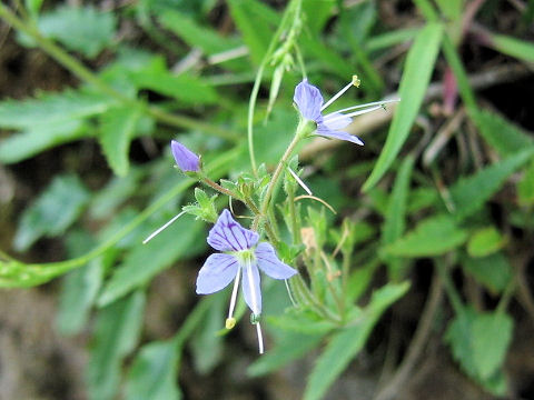 Pseudolysimachion schmidtianum ssp. senanense