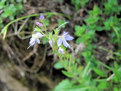 Pseudolysimachion schmidtianum ssp. senanense