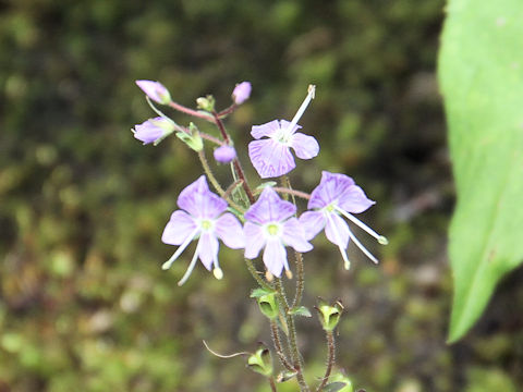 Pseudolysimachion schmidtianum ssp. senanense