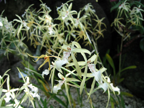 Miltonia flavescens