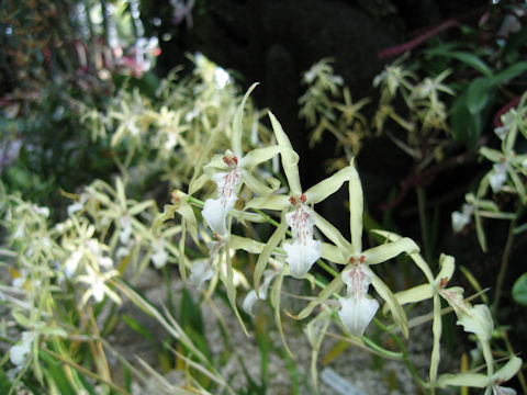 Miltonia flavescens