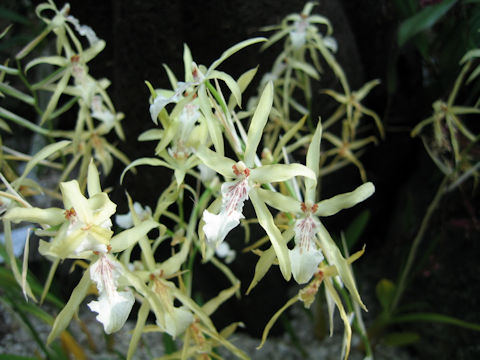 Miltonia flavescens