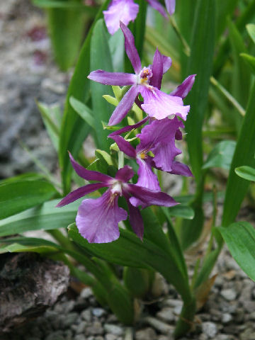 Miltonia spectabilis var. moreliana