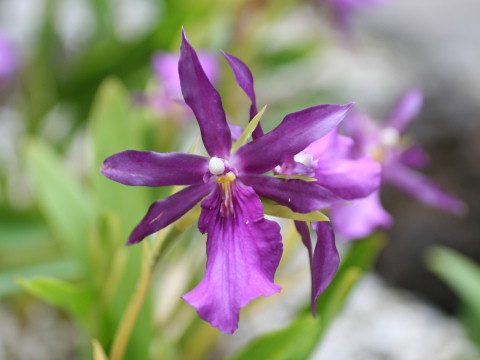 Miltonia spectabilis var. moreliana