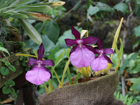 Miltonia spectabilis var. moreliana