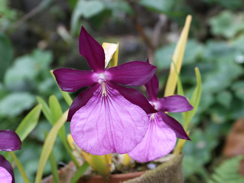 Miltonia spectabilis var. moreliana