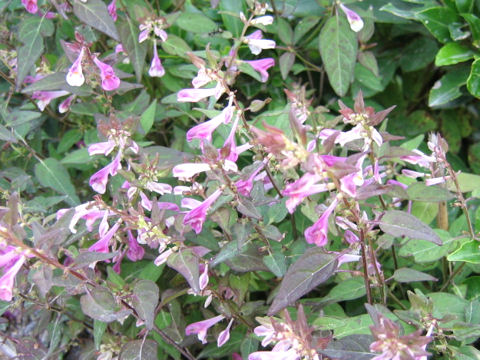 Melampyrum laxum var. nikkoense