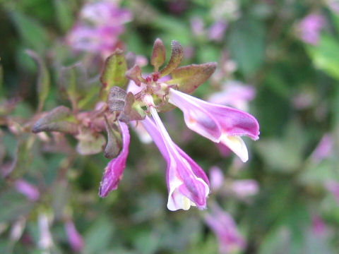 Melampyrum laxum var. nikkoense