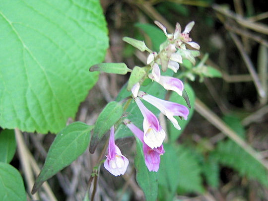 Melampyrum laxum var. nikkoense