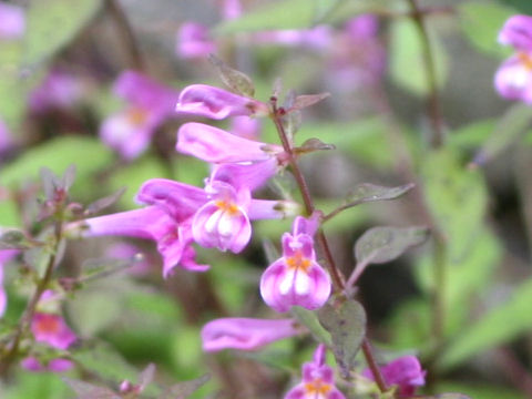 Melampyrum laxum var. nikkoense