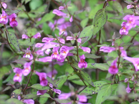 Melampyrum laxum var. nikkoense