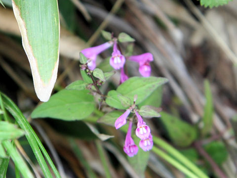 Melampyrum laxum var. nikkoense