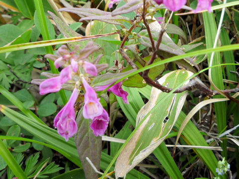 Melampyrum laxum var. nikkoense