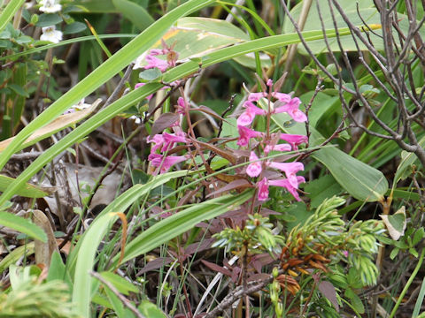 Melampyrum laxum var. nikkoense