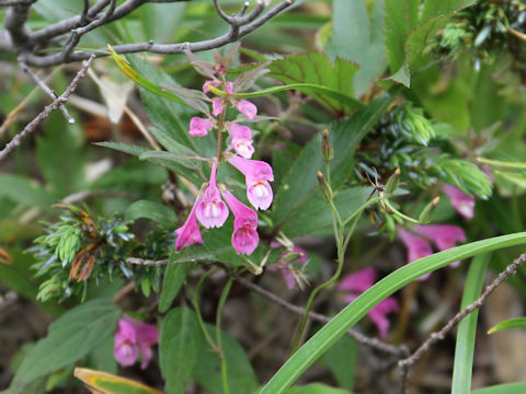 Melampyrum laxum var. nikkoense