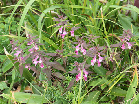 Melampyrum laxum var. nikkoense